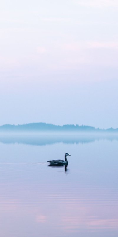 Лебеди на озере в тумане