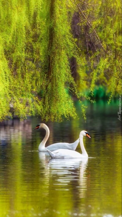 Лебеди на озере