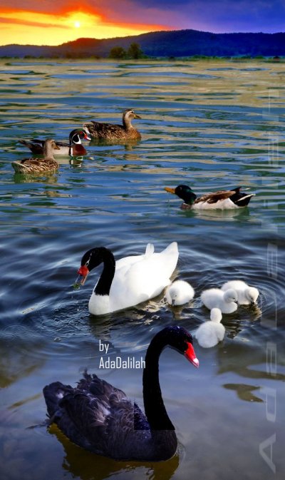 Картинки женщина мужчина и лебеди