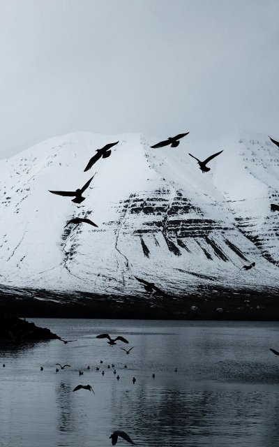 Птицы в горах