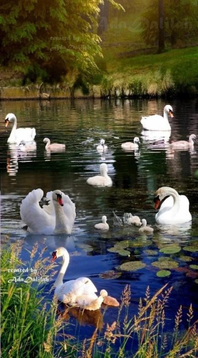 Природа птицы