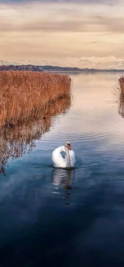 Лебеди на озере