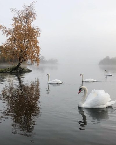 Нарочь озеро с лебедями
