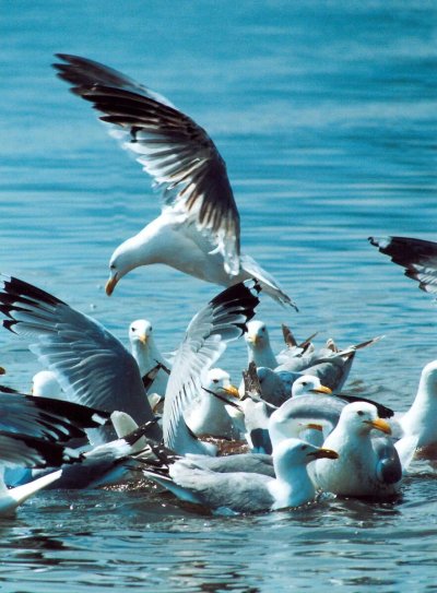 Остров чаек на Байкале