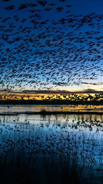 Стая птиц