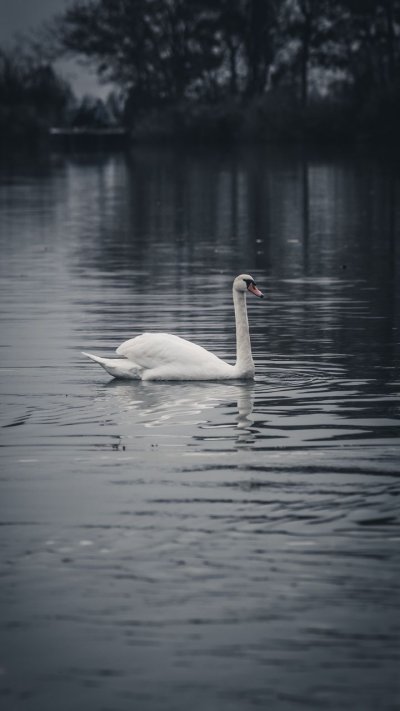 Лебедь на воде