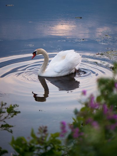 Милый лебедь