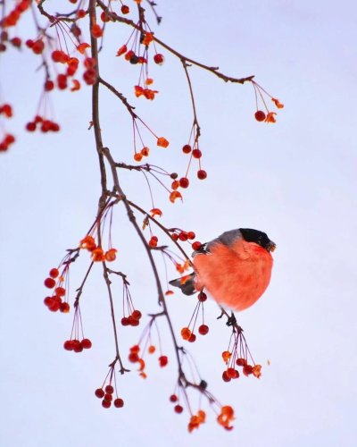 Китайский Снегирь