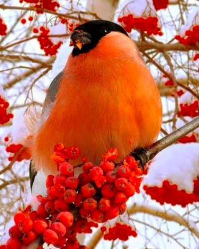 Красногрудый Снегирь