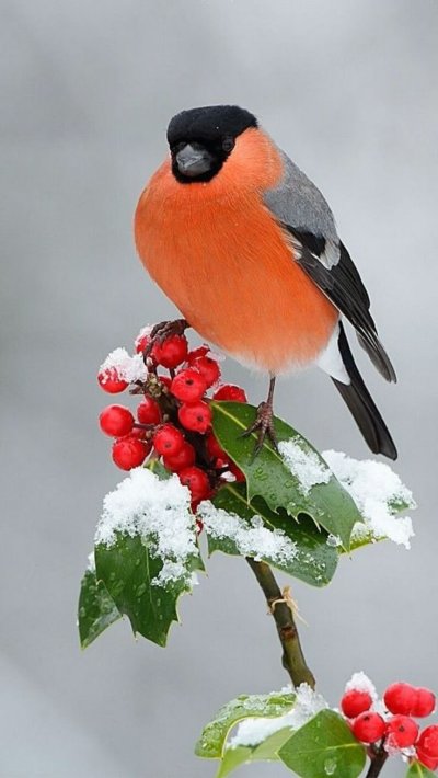 Снегири на ветке