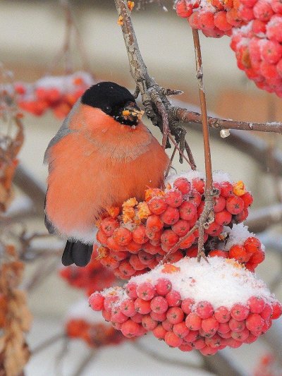 Снегирь и Калина