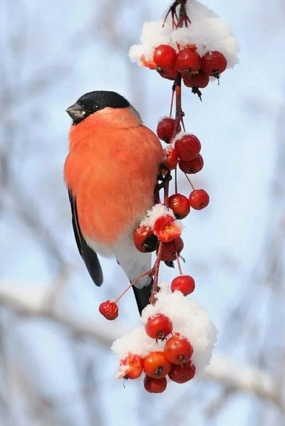 Снегири с ягодами