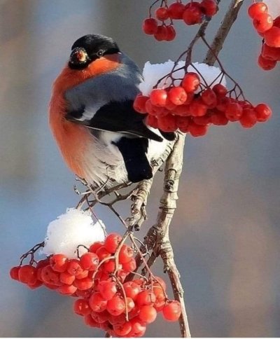 Снегирь обыкновенный pyrrhula pyrrhula