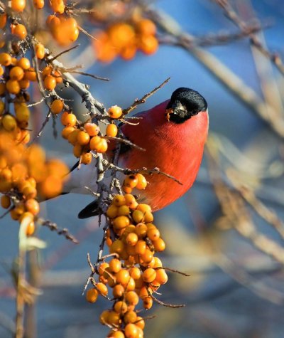 Птица на облепихе