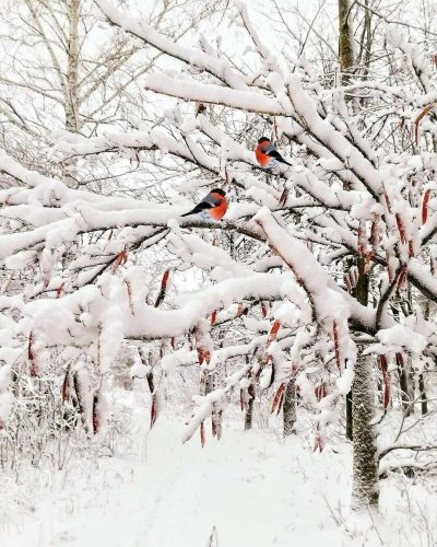 Снегири зимой