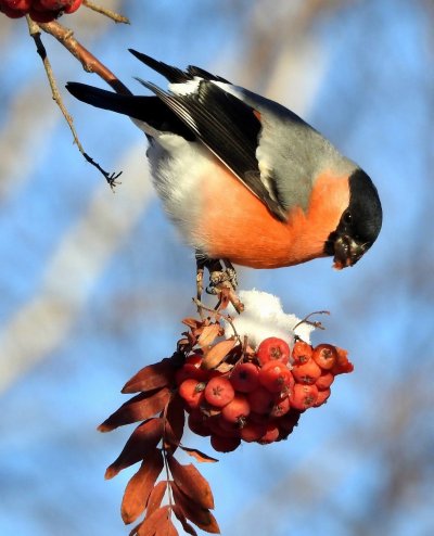 Снегирь обыкновенный pyrrhula pyrrhula