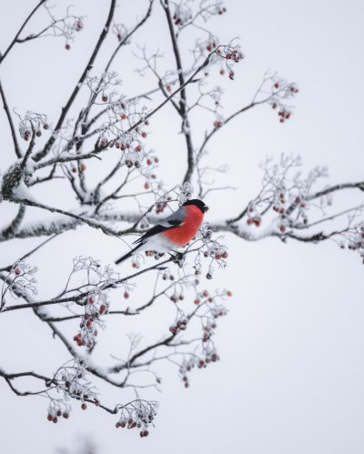 Bullfinch and Weeping Cherry Blossoms