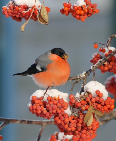 Красногрудый Снегирь