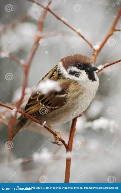 Полевой Воробей Воробьинообразные