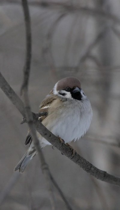 Воробьи зимой