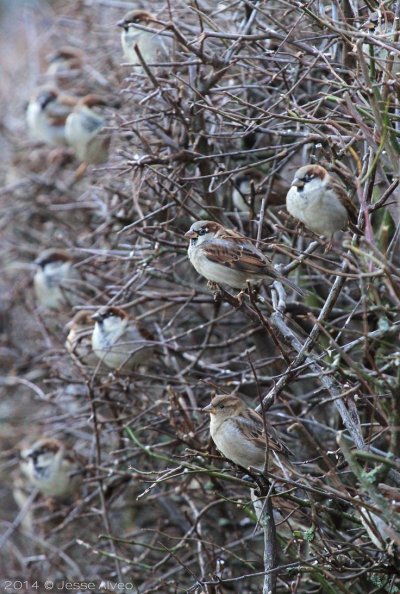 Домовый Воробей воробьиные