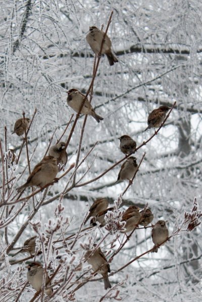 Птицы зимой