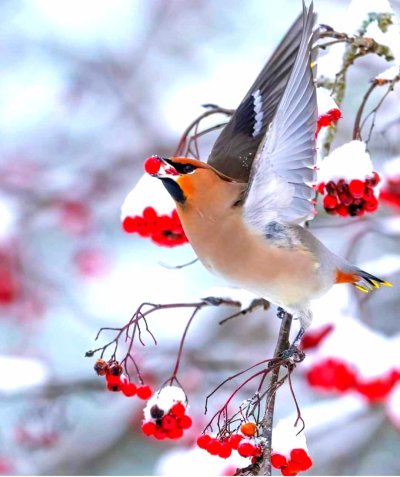 Зимние птицы