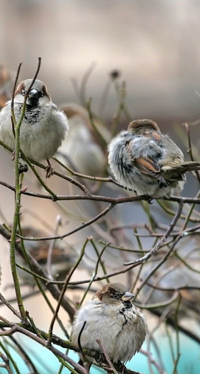 Природа птицы