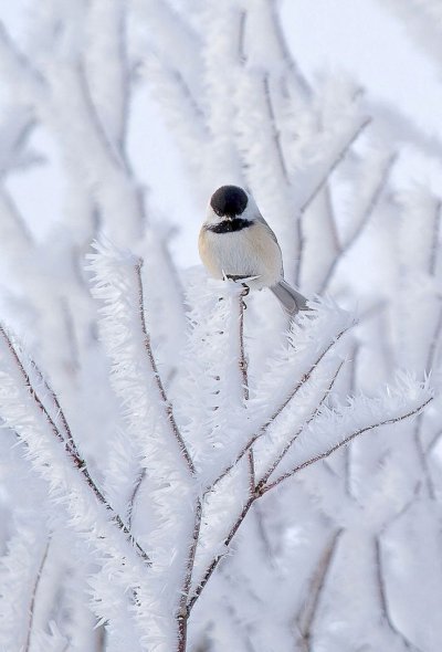 Зимние птицы