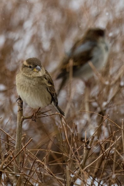 Ветки для птиц обязательно должен быть фото