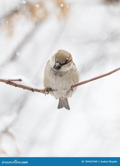 Зимний Воробей