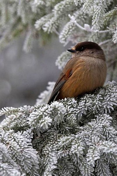 Кукша рябинник