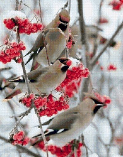 Свиристель зимующая птица