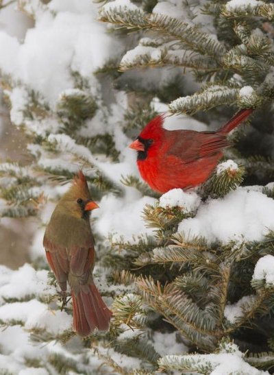 Снегирь Кардинал