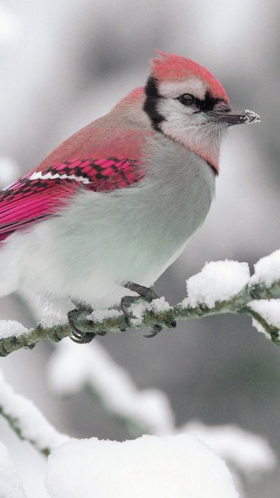 Синица буроголовая гаичка