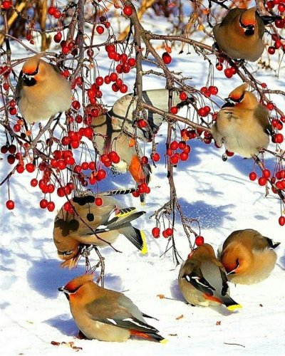 Свиристель зимующая птица