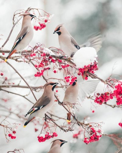 Свиристели перелетные птицы