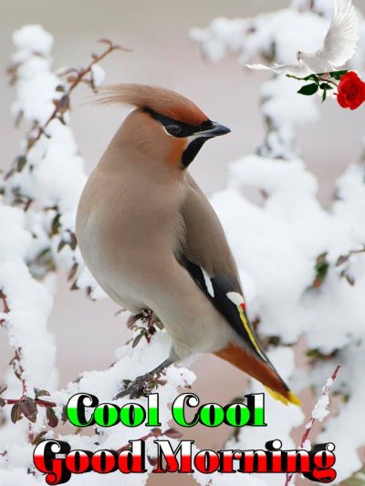 Хохлатая свиристель