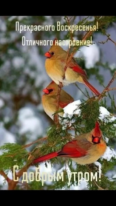 Красивые птицы