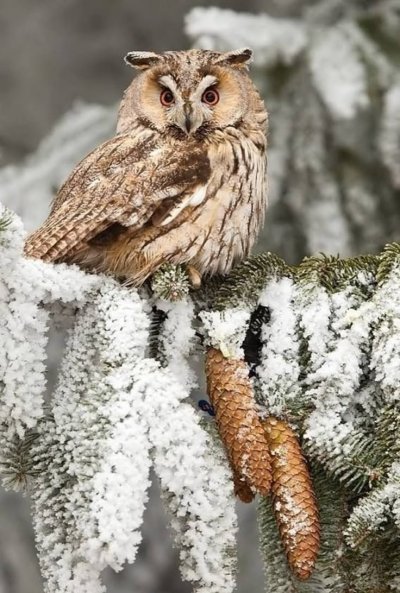 Полярная ушастая Сова