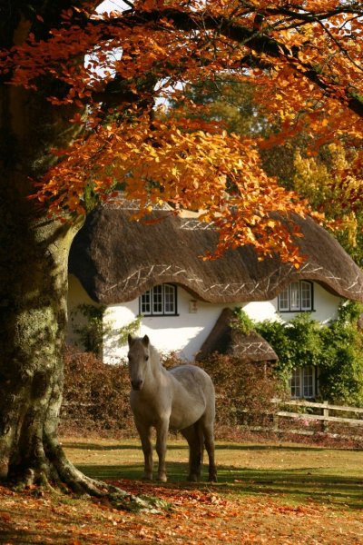 Нью Форест Англия