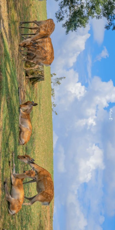 Белка акробат