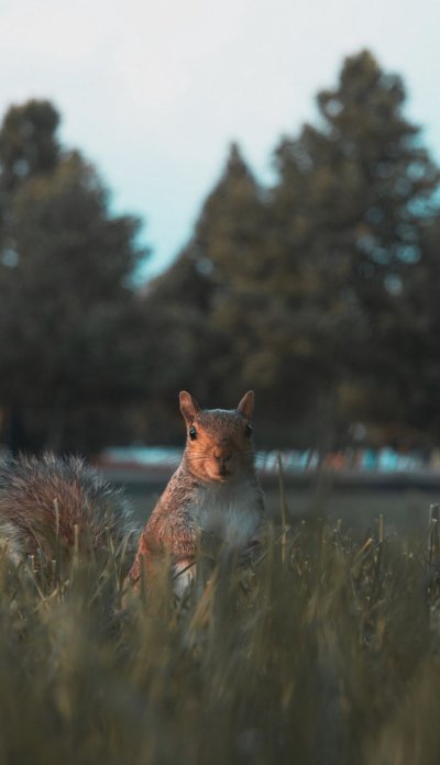 Белочка из травы