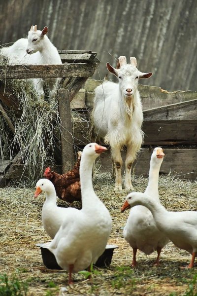 Шадринский Гусь