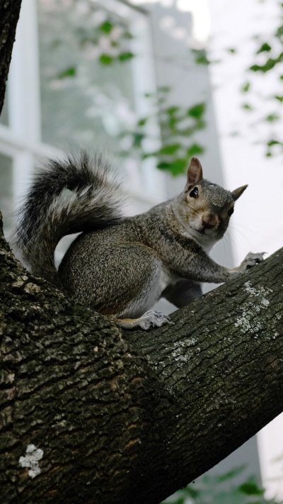 Серая белка картина