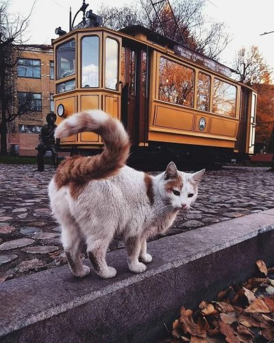 Животные в городе