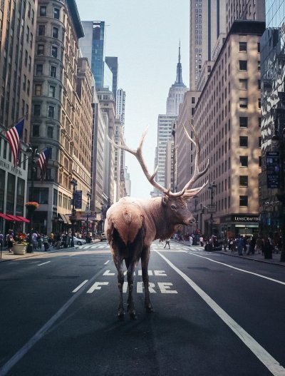 Животные в городе