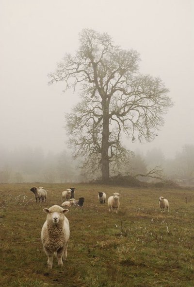 Овцы в тумане