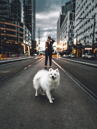 Собака на дороге