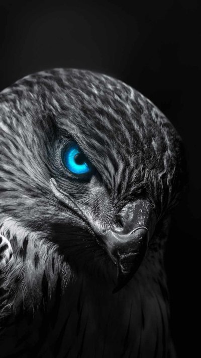 Черный Орел